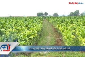 Xã Long Thuận: Nông dân mất mùa vì thiếu nước tưới