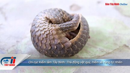 Chi cục Kiểm lâm Tây Ninh: Thả động vật quý, hiếm về rừng tự nhiên