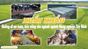 Xuất khẩu – Hướng đi an toàn, bền vững cho ngành Nông nghiệp Tây Ninh