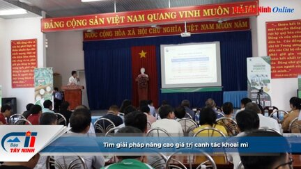 Tìm giải pháp nâng cao giá trị canh tác khoai mì