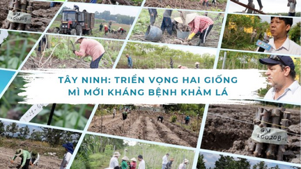 Tây Ninh: Triển vọng hai giống mì mới kháng bệnh khảm lá