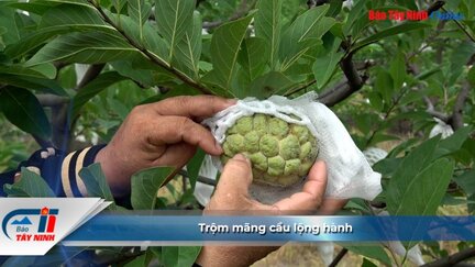 Trộm mãng cầu lộng hành