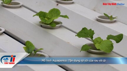 Mô hình Aquaponics: Tận dụng lợi ích của rau và cá