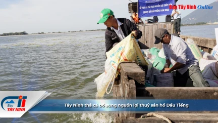 Tây Ninh thả cá bổ sung nguồn lợi thuỷ sản hồ Dầu Tiếng