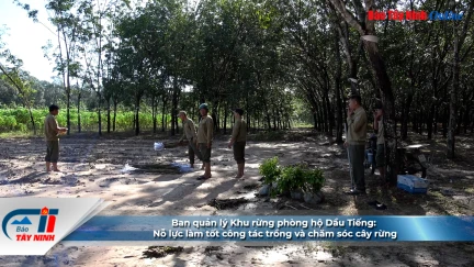 Ban quản lý Khu rừng phòng hộ Dầu Tiếng: Nỗ lực làm tốt công tác trồng và chăm sóc cây rừng