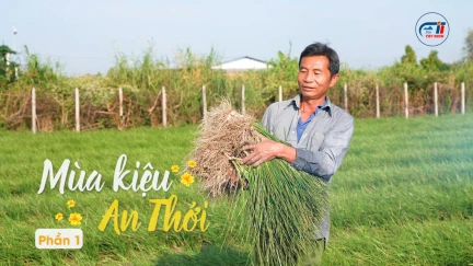 Mùa kiệu An Thới - P1