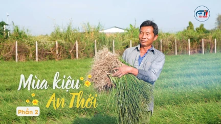 Mùa kiệu An Thới - P2