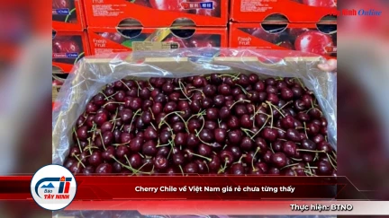 Cherry Chile về Việt Nam giá rẻ chưa từng thấy