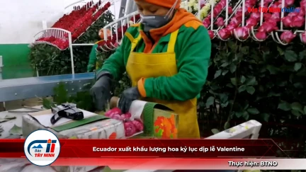 Ecuador xuất khẩu lượng hoa kỷ lục dịp lễ Valentine