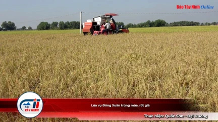 Lúa vụ Đông Xuân trúng mùa, rớt giá