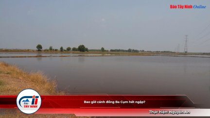Bao giờ cánh đồng Ba Cụm hết ngập?