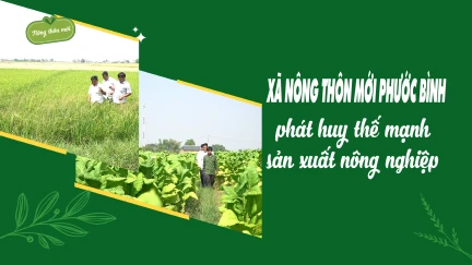 Xã nông thôn mới Phước Bình phát huy thế mạnh sản xuất nông nghiệp