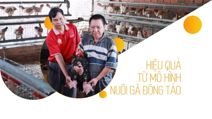 Hiệu quả từ mô hình nuôi gà Đông Tảo