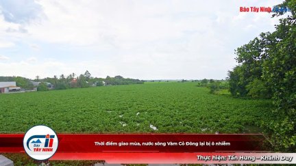 Thời điểm giao mùa, nước sông Vàm Cỏ Đông lại bị ô nhiễm