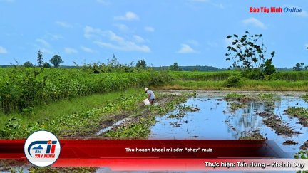 Thu hoạch khoai mì sớm “chạy” mưa