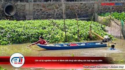 Cần xử lý nghiêm hành vi đánh bắt thuỷ sản bằng các loại ngư cụ cấm