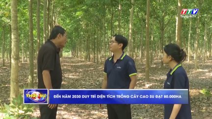 Đến năm 2030 duy trì diện tích trồng cây cao su đạt 80.000ha