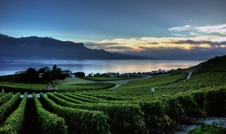 Lavaux - Chốn thiên đường của rượu nho Thuỵ Sĩ