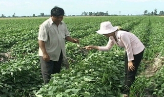 Hội Nông dân trực tiếp thực hiện một số đề án phát triển nông thôn