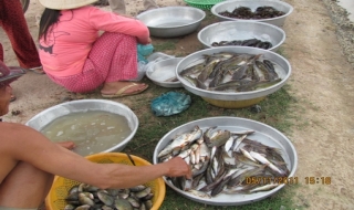 Chích cá dưới… kênh