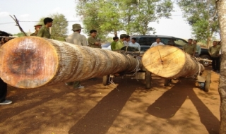 Phát hiện nhiều vụ phá rừng, bắt thú