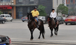 Cưỡi ngựa đi làm