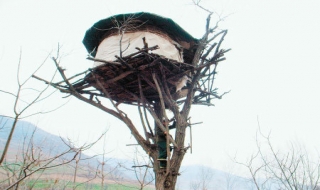 Sống trên cây hơn 20 năm