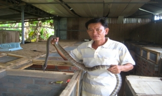Dương Minh Châu: Hiệu quả từ mô hình chăn nuôi khép kín