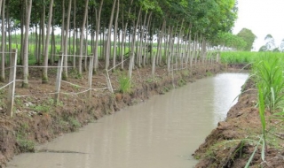 Trả lời bà Tô Thị Cẩm Hồng: Việc bà đào mương gây thiệt hại cho hộ lân cận là có cơ sở