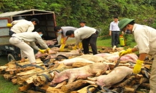 Hơn 45.000 gia súc bị chết vì lở mồm long móng