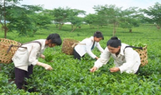 Đẩy nhanh sắp xếp, đổi mới và phát triển nông lâm trường quốc doanh