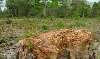 Báo động tình trạng lén lút phá bỏ rừng trồng
