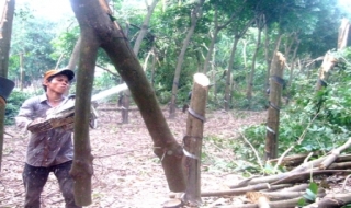 Tân Châu: Bị thiên tai, nông dân thiệt hại nặng