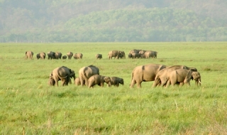 Tham quan vườn quốc gia Jim Corbett - Ấn Độ