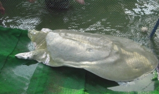 Rùa hồ Gươm đã được đưa về môi trường tự nhiên