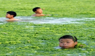 Biển có màu xanh lá cây tại Trung Quốc