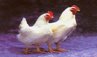 Gà gáy ra tiếng người cười