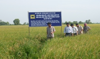 Châu Thành: Mô hình liên kết 4 nhà đem lại hiệu quả đáng kể cho nông dân