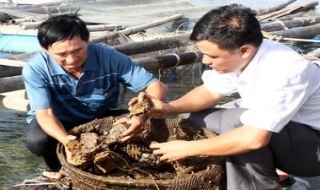 Gần 536 tỷ đồng khuyến nông giai đoạn 2011-2015