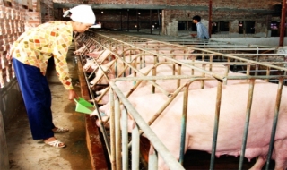 Tập trung sản xuất, đáp ứng nguồn cung thực phẩm cho thị trường