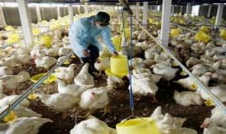 Tăng mức hỗ trợ cho chủ chăn nuôi có gia súc, gia cầm phải tiêu huỷ