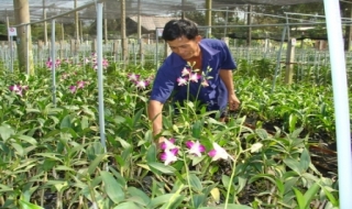 CLB hoa lan Thị trấn Trảng Bàng: Hội viên có thu nhập khá