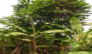 Một cụ già tử vong do ong chích