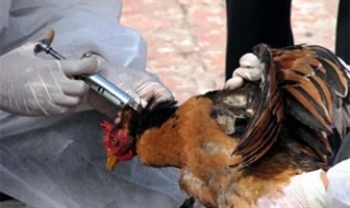 Cúm gia cầm đã biến chủng và có thể bùng phát cuối năm