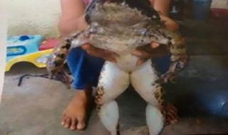 Hãi hùng ếch nặng 20kg