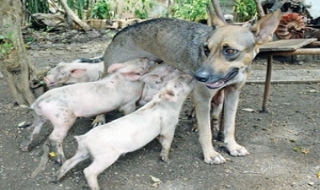 Chó mẹ làm 'vú em' cho... đàn lợn con