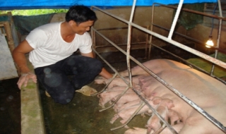 Đã khống chế được bệnh heo tai xanh ở Châu Thành