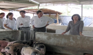 Chủ tịch UBND tỉnh: Kiểm tra tình hình dịch heo tai xanh tại Gò Dầu