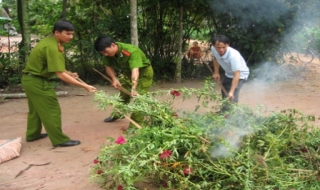Tân Biên: Thiêu huỷ hơn 30kg cây cần sa