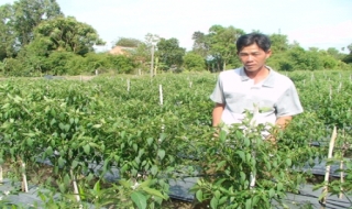 Trảng Bàng: Giá ớt thu mua giảm mạnh
